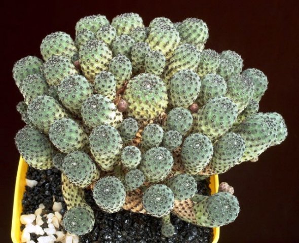 Sulcorebutia_rauschii